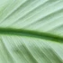 Kép 4/4 - Musa Nam Wah Kom ’White’