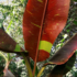 Kép 3/7 - Thai rubinvörös banán