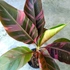 Kép 1/2 - Pink variegata banán