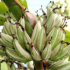 Kép 2/3 - Tarka levelű banán (Musa ’Florida Variegata’)