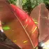 Kép 2/7 - Thai rubinvörös banán