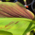 Kép 5/7 - Thai rubinvörös banán