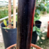 Kép 2/3 - Thaiföldi fekete törzsű banán