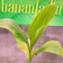Kép 3/4 - Thaiföldi lime banán