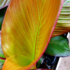 Kép 3/7 - Vörös abesszin banán (Ensete ventricosum 'Maurelli') | kb. 40 cm