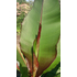 Kép 6/7 - Vörös abesszin banán (Ensete ventricosum 'Maurelli') | kb. 60 cm