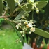 Kép 3/4 - Európai olajfa, Olíva