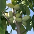 Kép 1/4 - Indián banán oltvány Prima 1216 (Asimina triloba ’Prima 1216’)