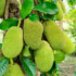 Kép 1/4 - Jackfruit, Jákafa (Artocarpus heterophyllus)