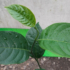 Kép 3/4 - Jackfruit, Jákafa (Artocarpus heterophyllus)
