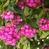 Kép 1/4 - Lilly pilly, illatos szatinash (Syzgium oleosum)
