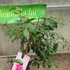 Kép 3/4 - Lilly pilly, illatos szatinash (Syzgium oleosum)