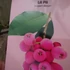 Kép 4/4 - Lilly pilly, illatos szatinash (Syzgium oleosum)