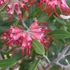 Kép 1/3 - Olajbogyó grevillea (Grevillea olivacea)