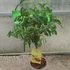 Kép 2/4 - Tamarind (Tamarindus indica)