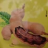 Kép 4/4 - Tamarind (Tamarindus indica)