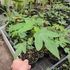Kép 2/3 - Thaiföldi törpe papaya