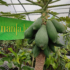 Kép 3/3 - Thaiföldi törpe papaya