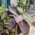 Kép 2/3 - Vörös Guava (Psidium guajava ’Roja’)