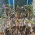 Kép 3/3 - Vörös Guava (Psidium guajava ’Roja’)