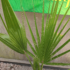 Kép 3/3 - Washington pálma (Washingtonia robusta)
