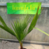 Kép 2/3 - Washington pálma (Washingtonia robusta)