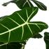 Kép 2/2 - Zöld bársony elefántfül (Alocasia micholitziana ’Frydek’)