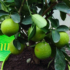 Kép 2/3 - Zöld lime, Limetta verde