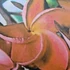 Kép 1/2 - Plumeria rubra ’Daeng Sayam alias Siam Red’