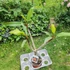 Kép 2/2 - Plumeria rubra ’Daeng Sayam alias Siam Red’