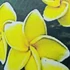 Kép 1/2 - Plumeria rubra ’Yellow sirimongkon’