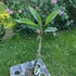 Kép 2/2 - Plumeria rubra ’Yellow sirimongkon’