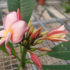 Kép 1/4 - Virágzó, bimbós rózsaszín hawaii rózsa, frangipáni