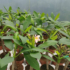 Kép 3/4 - Virágzó, bimbós rózsaszín hawaii rózsa, frangipáni