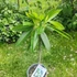 Kép 2/2 - Plumeria Obtusa ’Hong Kong’