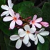 Kép 1/2 - Plumeria obtusa ’Singapore pink’