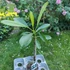 Kép 2/2 - Plumeria obtusa ’Singapore pink’