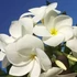 Kép 1/2 - Plumeria Pudica ’Khao’