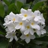 Kép 1/2 - Plumeria pudica ’Khao dok phut’