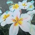 Kép 2/3 - Plumeria rubra ’Artic Star’ aka ’Madame Rainbow’