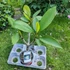 Kép 3/3 - Plumeria rubra ’Artic Star’ aka ’Madame Rainbow’