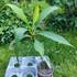 Kép 2/2 - Plumeria rubra ’Aztec Gold’ (USA)