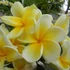 Kép 1/2 - Plumeria rubra ’Bali Palace aka Lueang gadjana’