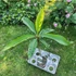Kép 2/2 - Plumeria rubra ’Bali Palace aka Lueang gadjana’