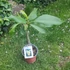Kép 2/2 - Plumeria rubra ’Banana Cheese’