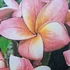 Kép 1/2 - Plumeria rubra ’Bayeaux’