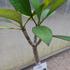 Kép 2/4 - Plumeria rubra 'Black merlot'