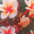 Kép 1/2 - Plumeria rubra 'Boutique'