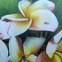Kép 1/2 - Plumeria rubra ’Charlie Ebdo’