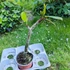 Kép 2/2 - Plumeria rubra ’Charlie Ebdo’